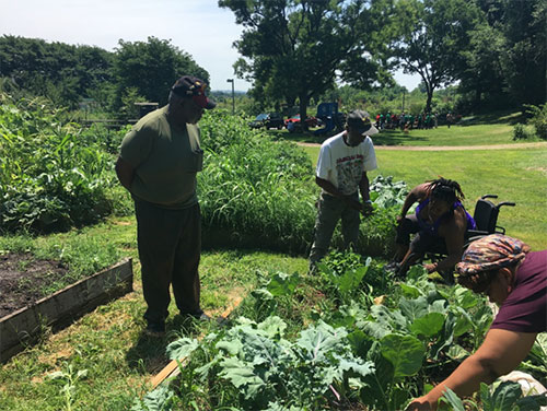 Veterans tend an urban garden as part of the IMPaCT program
